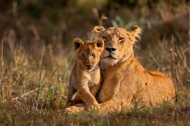 Safari en Kruger Park